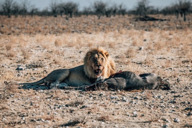 Namibia — photo 57