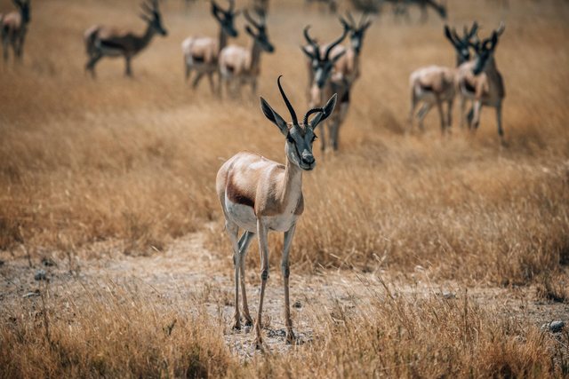 Namibia — photo 62