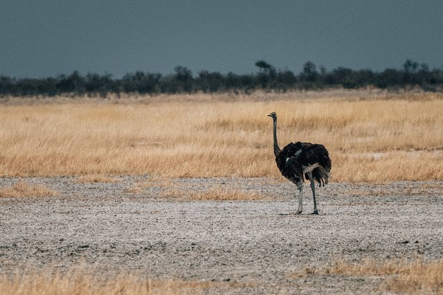 Namibia — photo 64