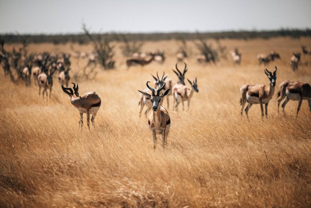 Namibia — photo 50