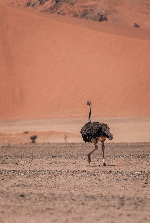 Namibia — photo 33