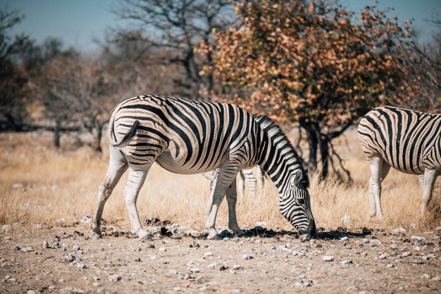 Namibia — photo 66