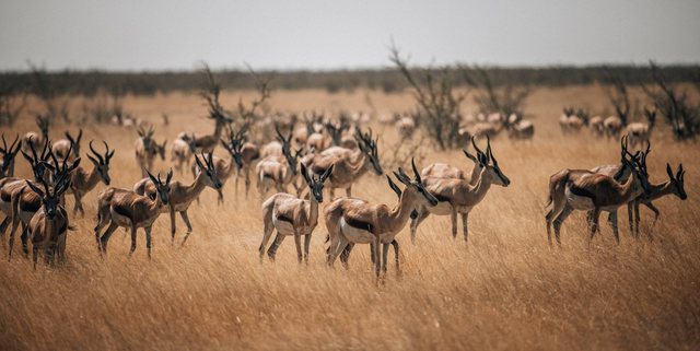 Namibia — photo 58