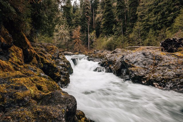 Olympic Forest — photo 9
