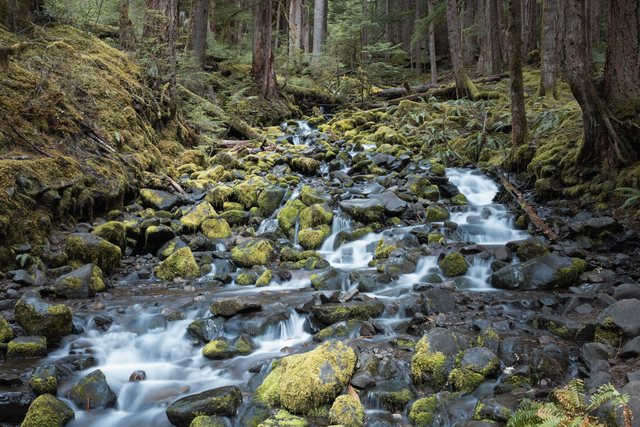 Olympic Forest — photo 7