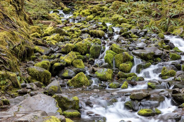 Olympic Forest — photo 8