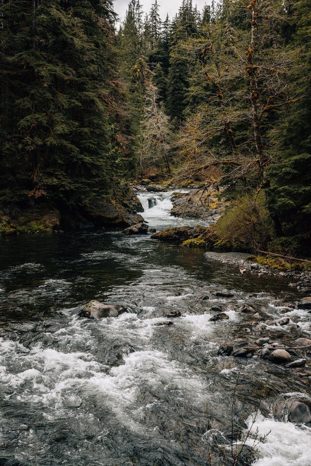 Olympic Forest — photo 5