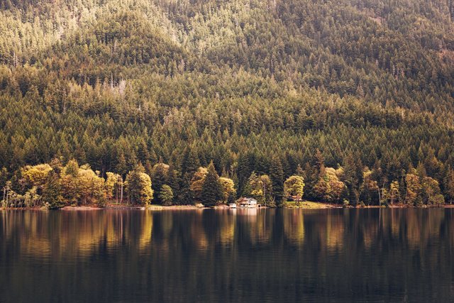 Olympic Forest