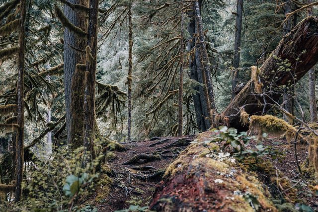 Olympic Forest — photo 11